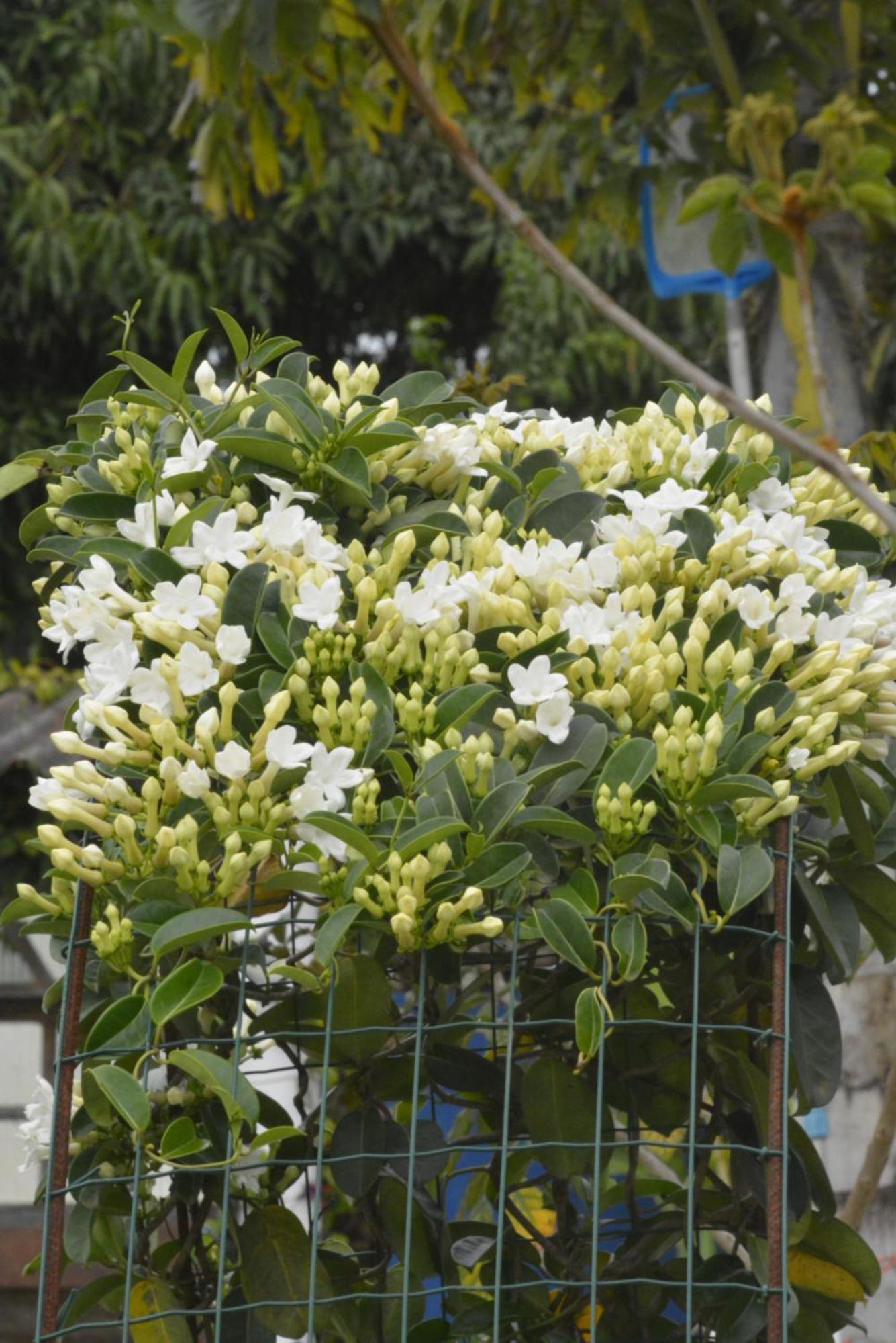Sitio Juara Bed & Breakfast ซานตาเทเรซา ภายนอก รูปภาพ